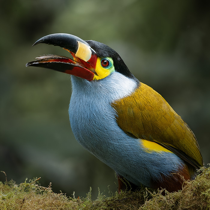 Image of a Plate-billed Mountain Toucan (Andigena laminirostris)