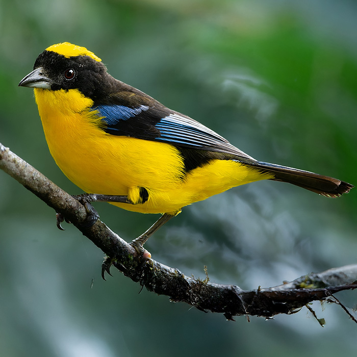 Image of a Blue-winged Mountain Tanager (Anisognathus sumptuosus)