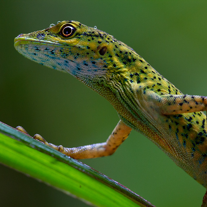 Image of a Gem Anole (Anolis gemmosus)