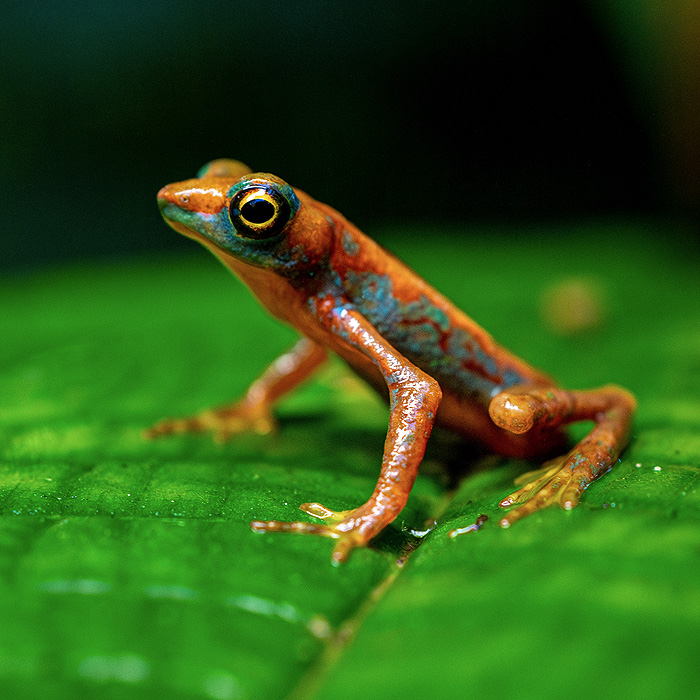 Image of a Mindo Harlequin Toad (Atelopus mindoensis)