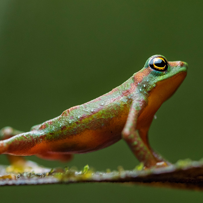 Image of a Mindo Harlequin Toad (Atelopus mindoensis)