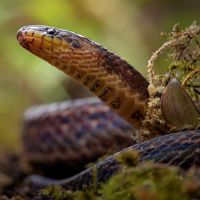 Image of a Short-nosed Ground Snake (Atractus microrhynchus)