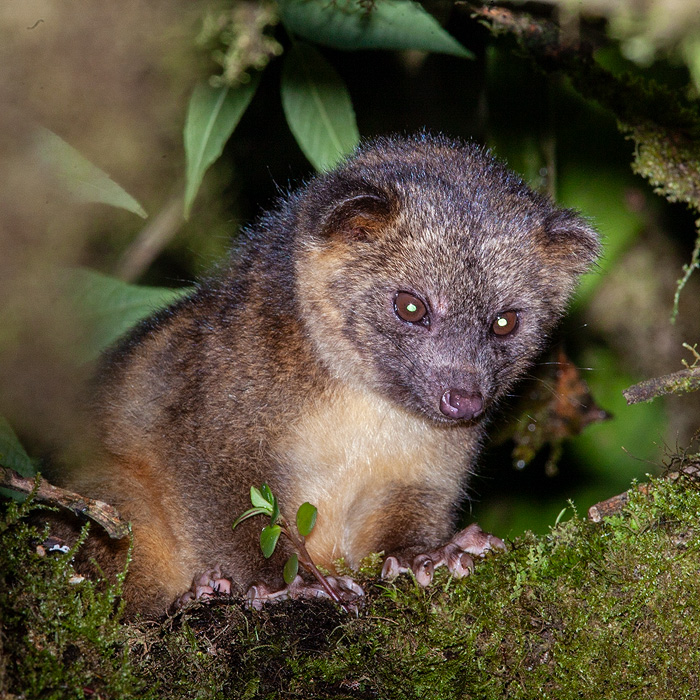 Image of an Olinguito (Bassaricyon neblina)