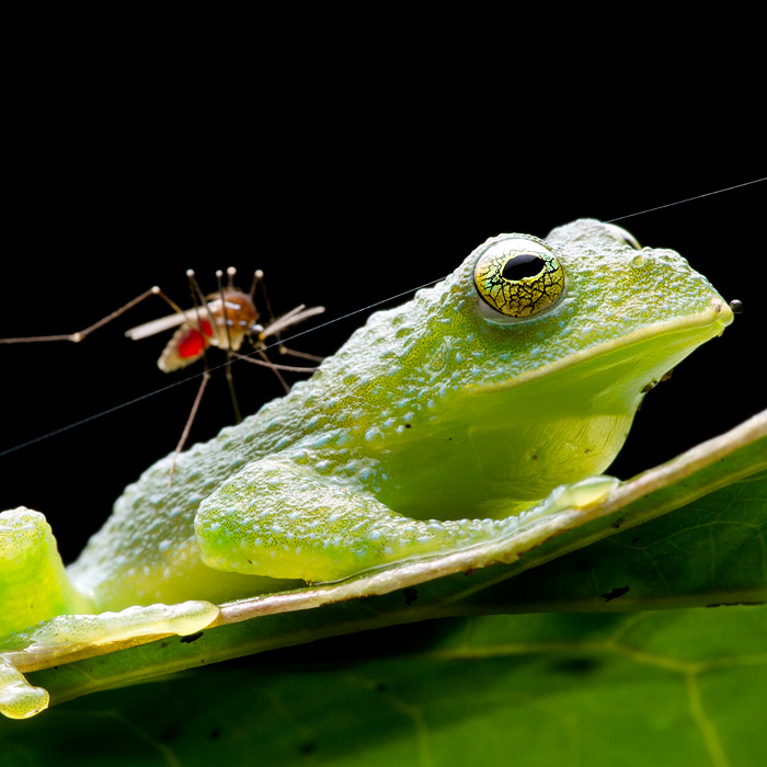 Image of a Bumpy Glassfrog (Centrolene heloderma)