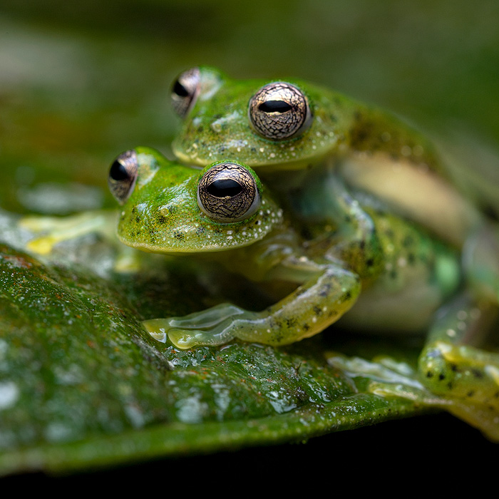 Image of a Lynch’s Glassfrog (Centrolene lynchi)