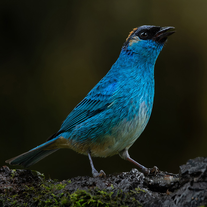 Image of a Golden-naped Tanager (Chalcothraupis ruficervix)