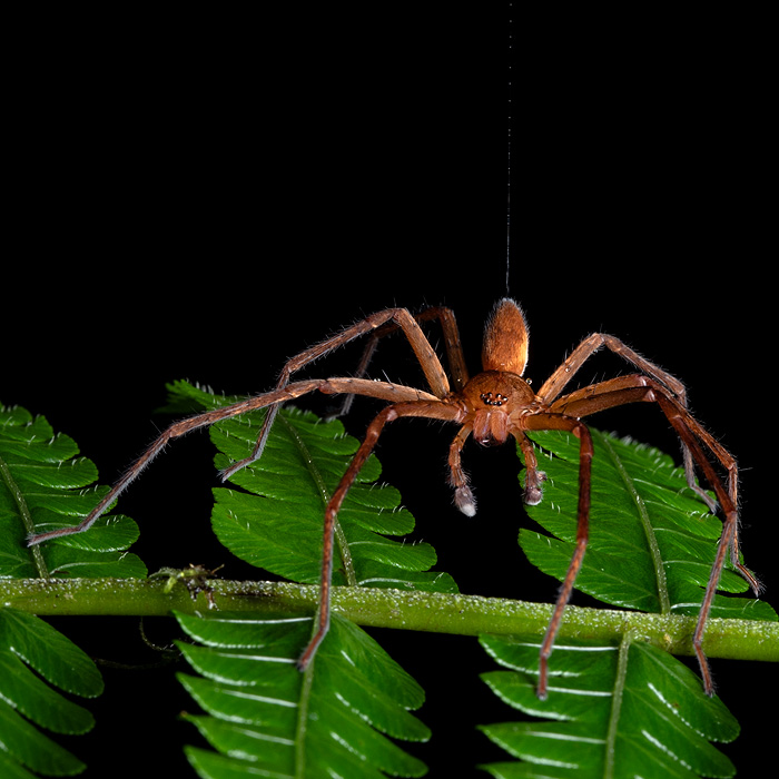 Image of an bromeliad spider of the genus Cupiennius