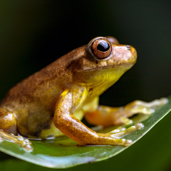 Image of an Executioner Clownfrog (Dendropsophus carnifex)