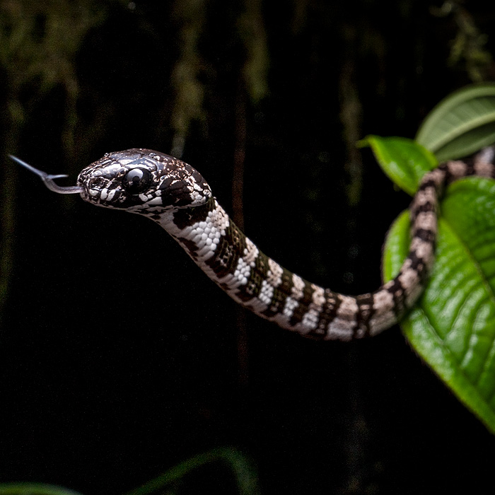 Image of an Elegant Snail-eating Snake (Dipsas elegans)