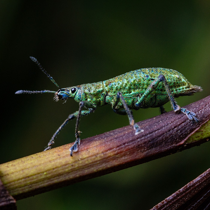 Image of an unidentified broad-nosed weevil of the genus Exorides