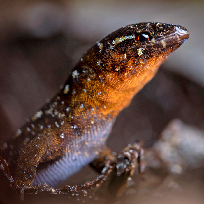 Image of a Spiny Dwarf-Gecko (Lepidoblepharis conolepis)