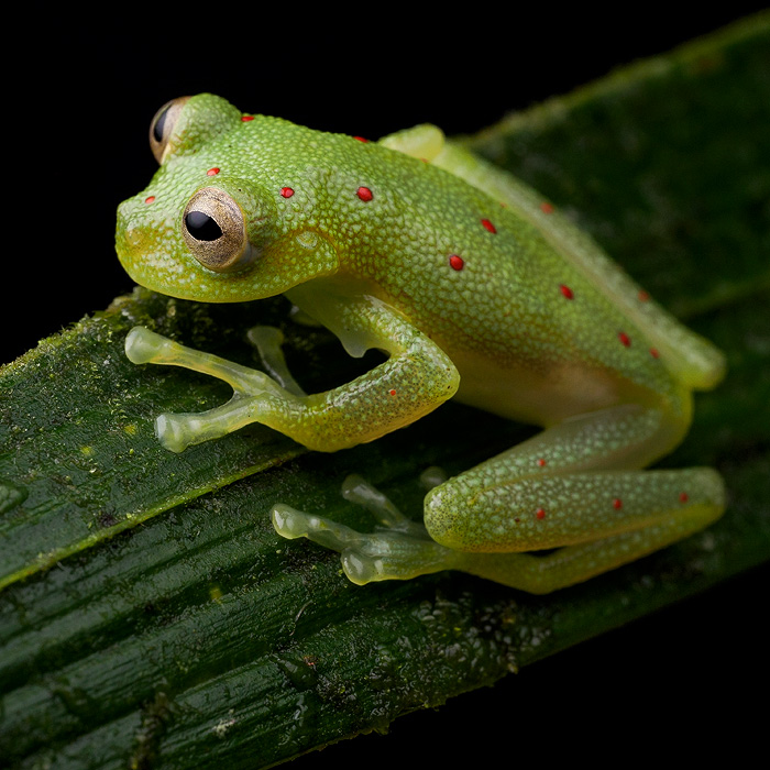 Image of a Red-spotted Glassfrog (Nymphargus grandisonae)