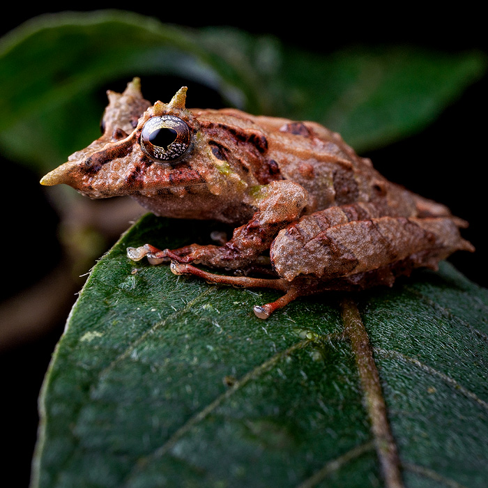 Image of a Pinocchio Rainfrog (Pristimantis appendiculatus)