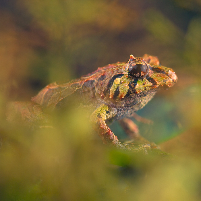 Image of a Shape-shifting Rainfrog (Pristimantis mutabilis)