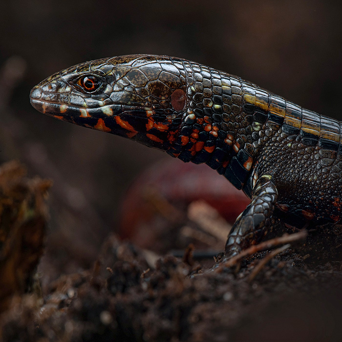 Image of an undescribed species of Lighbulb Lizard (genus Riama)