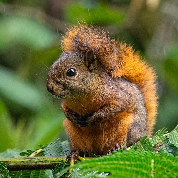 Image of a Red-tailed Squirrel (Sciurus granatensis)