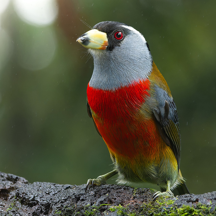 Image of a Toucan Barbet (Semnornis ramphastinus)