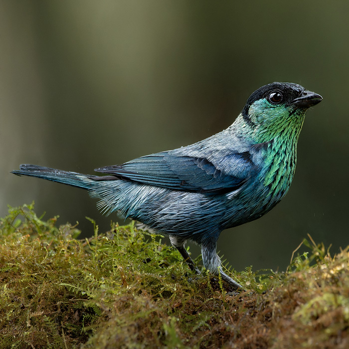 Image of a Black-capped tanager (Stilpnia heinei)