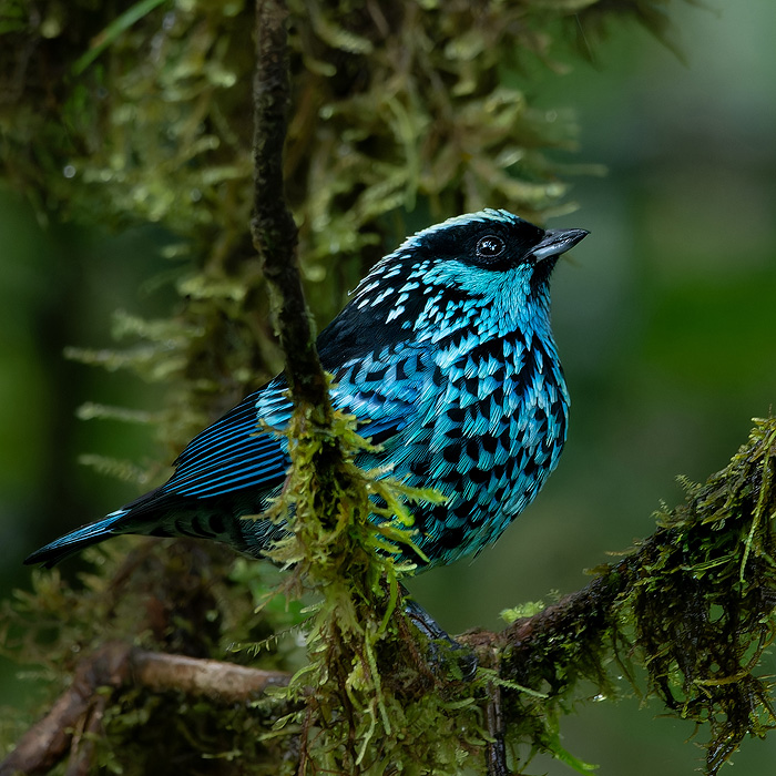 Image of a Beryl-spangled Tanager (Tangara nigroviridis)
