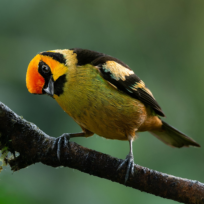 Image of a Flame-faced Tanager (Tangara parzudakii)