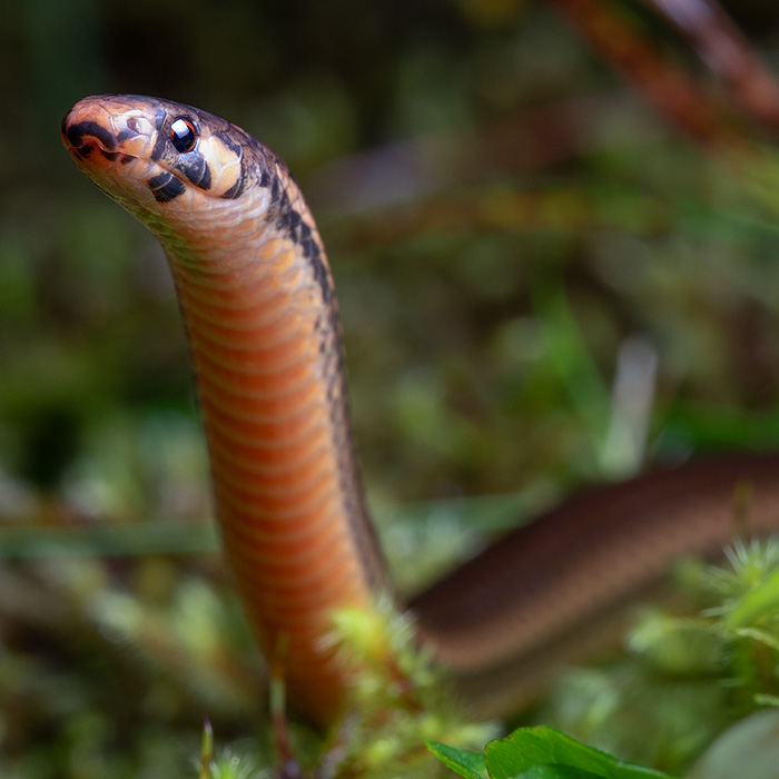 Image of a Cloud Forest Centipede-Snake (Tantilla fraseri)