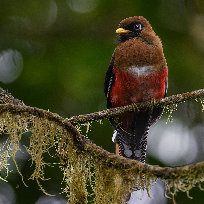 Image of a Masked Trogon (Trogon personatus)