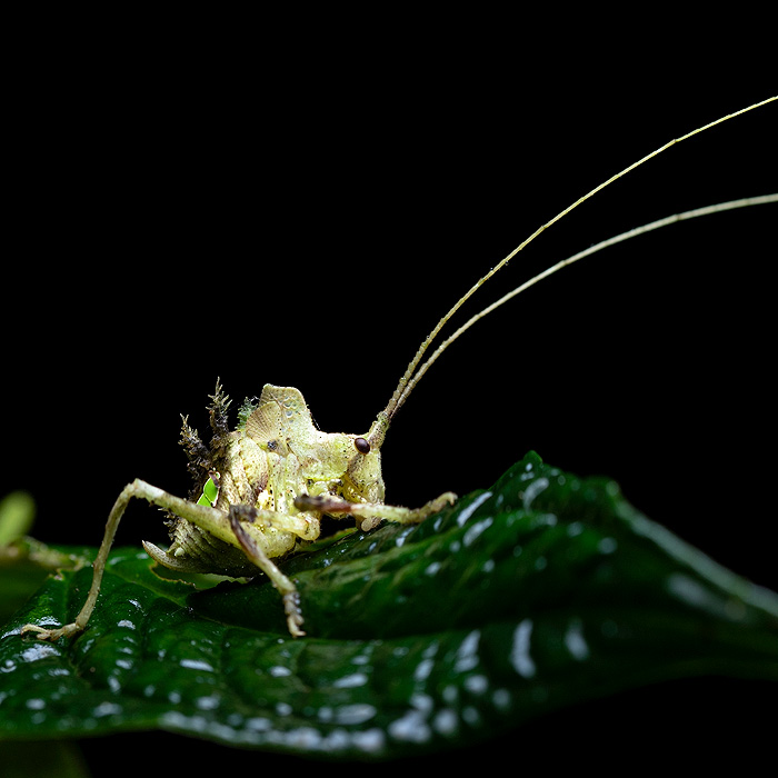 Image of an unidentified leaf-mimicking katydid of the genus Typophyllum