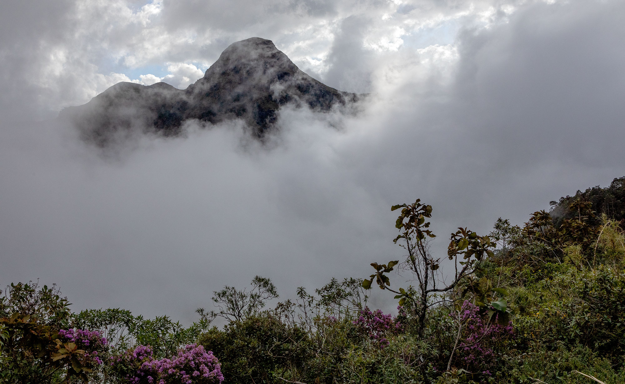 High elevation cloud forest in the Andes