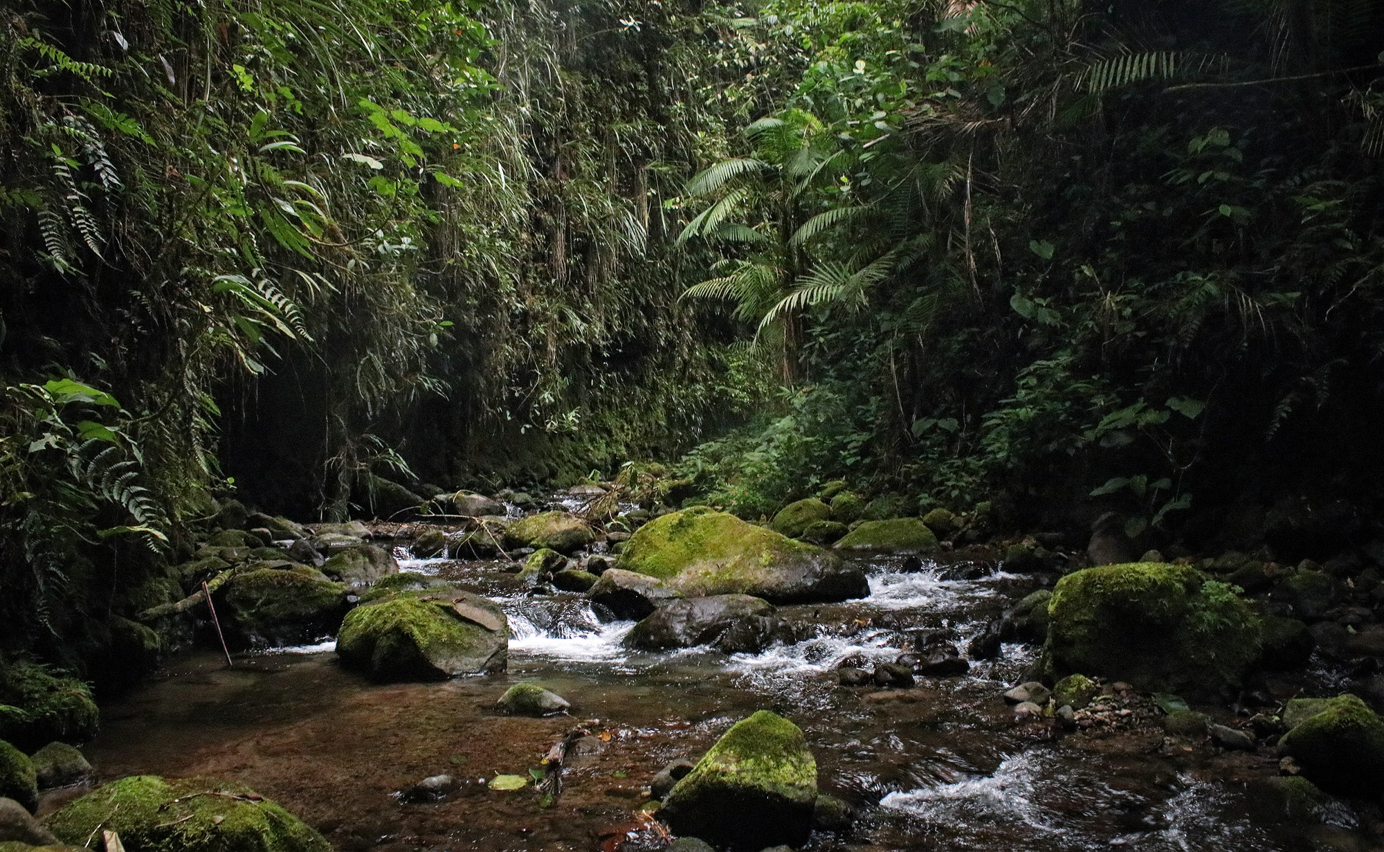 Photo of the habitat of Atelopus miendoensis