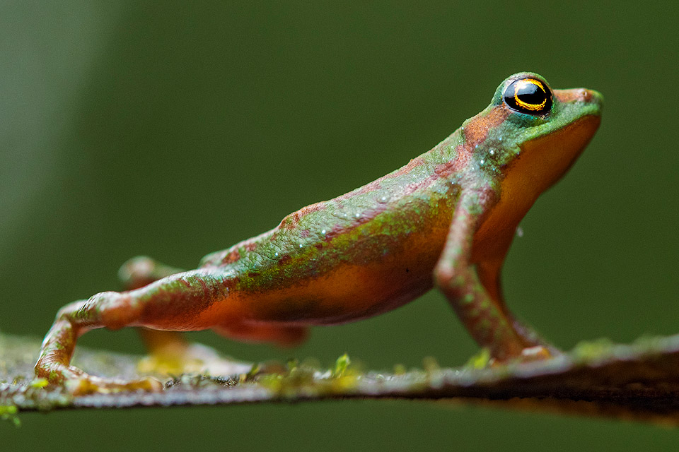 Close-up photo of the Mindo Harlequin Toad on a leaf