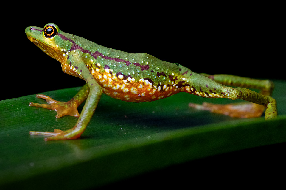 Photo of a Mindo Harlequin Toad