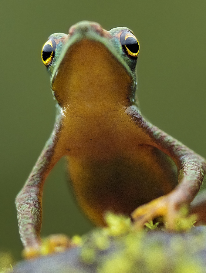 Close-up photo of the Mindo Harlequin Toad on a leaf