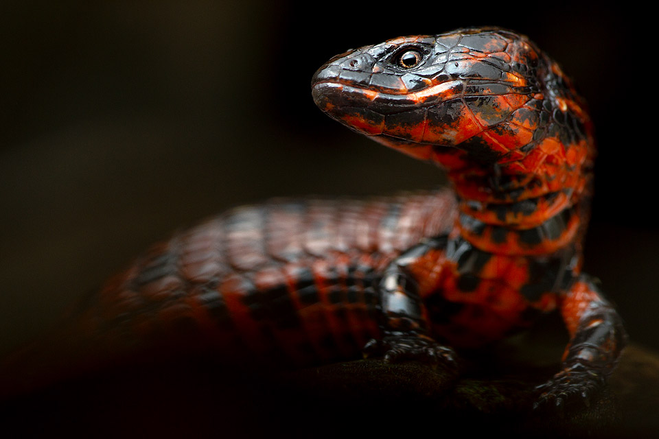 Close-up photo of a lightbulb lizard