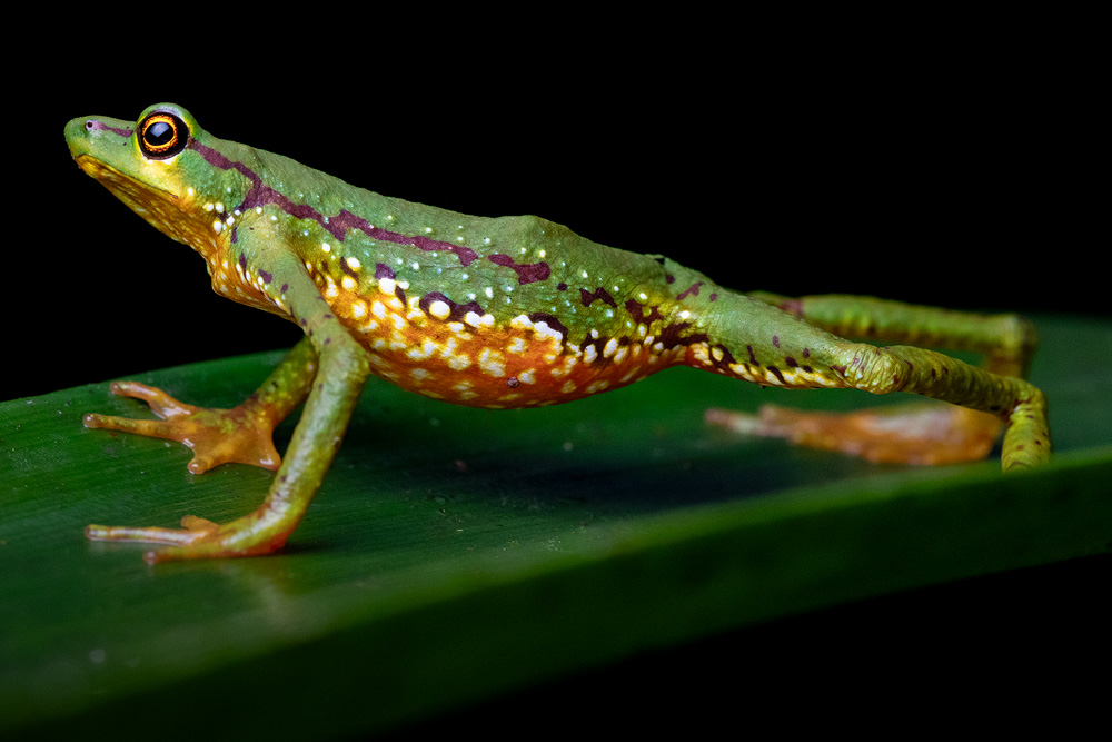 Image showing a female of the Mindo Harlequin Toad