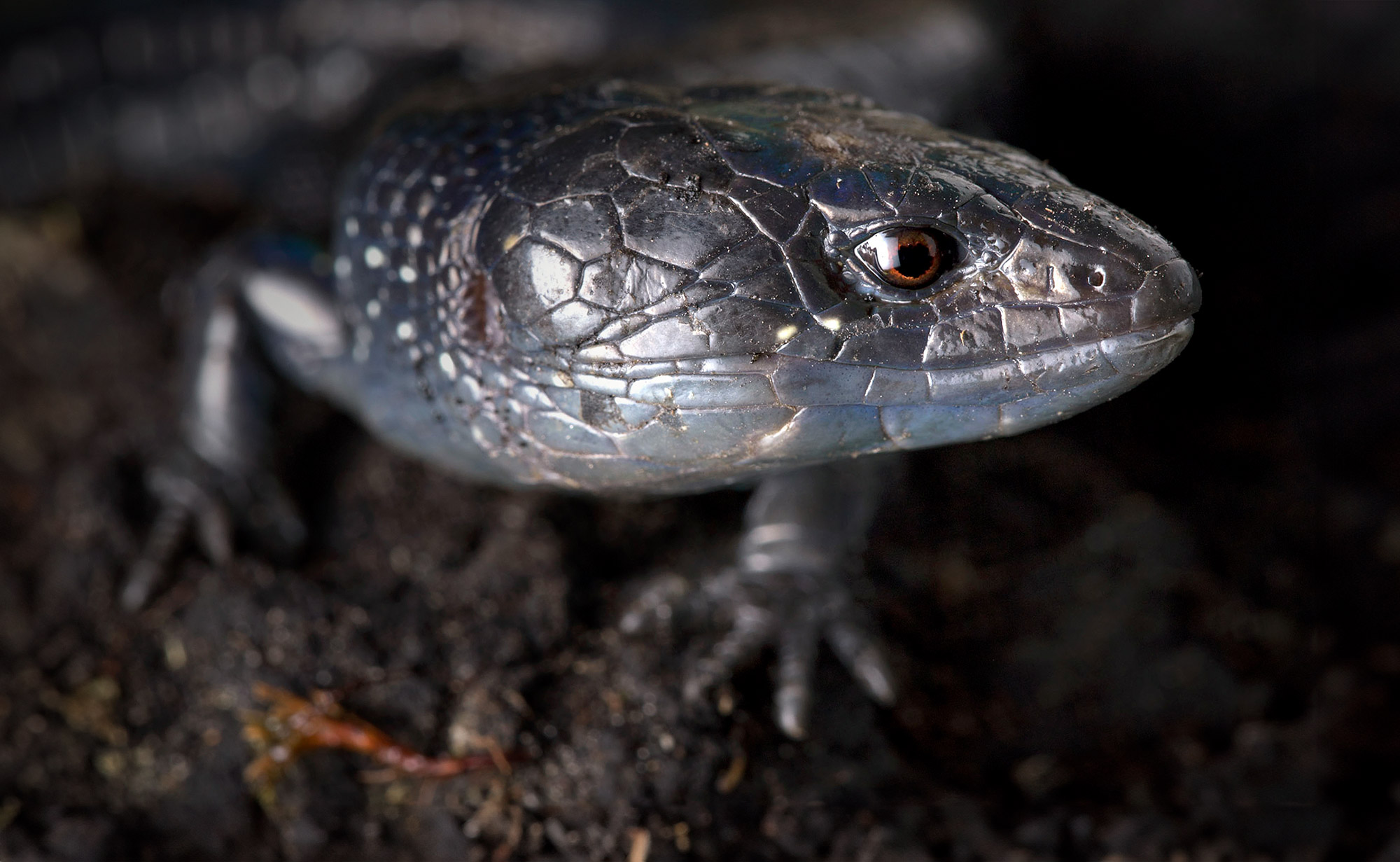 Close-up photo of a lightbulb lizard