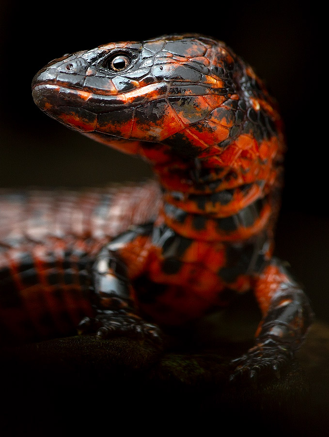 Close-up photo of a lightbulb lizard