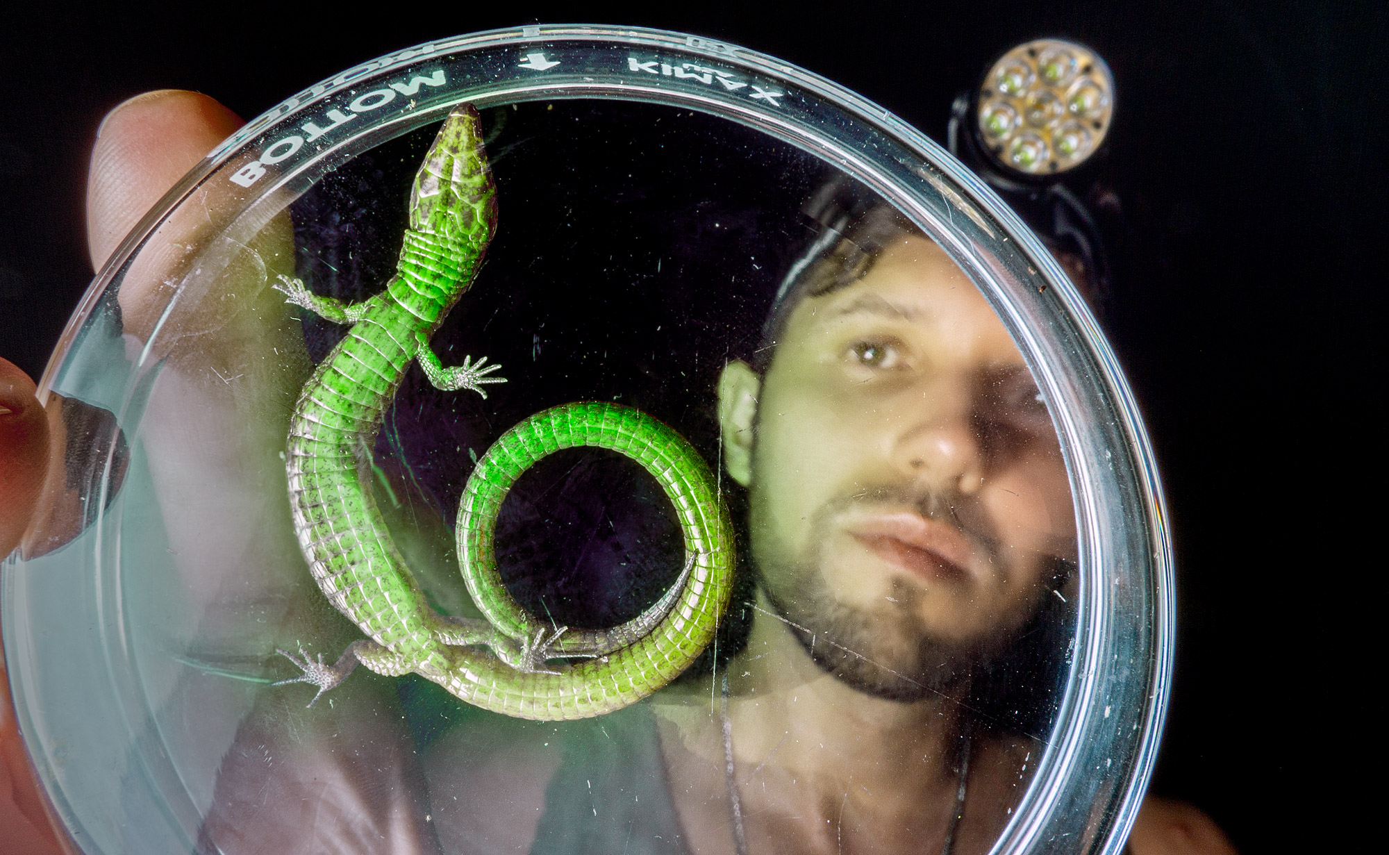 Close-up photo of a lightbulb lizard in a petri dish