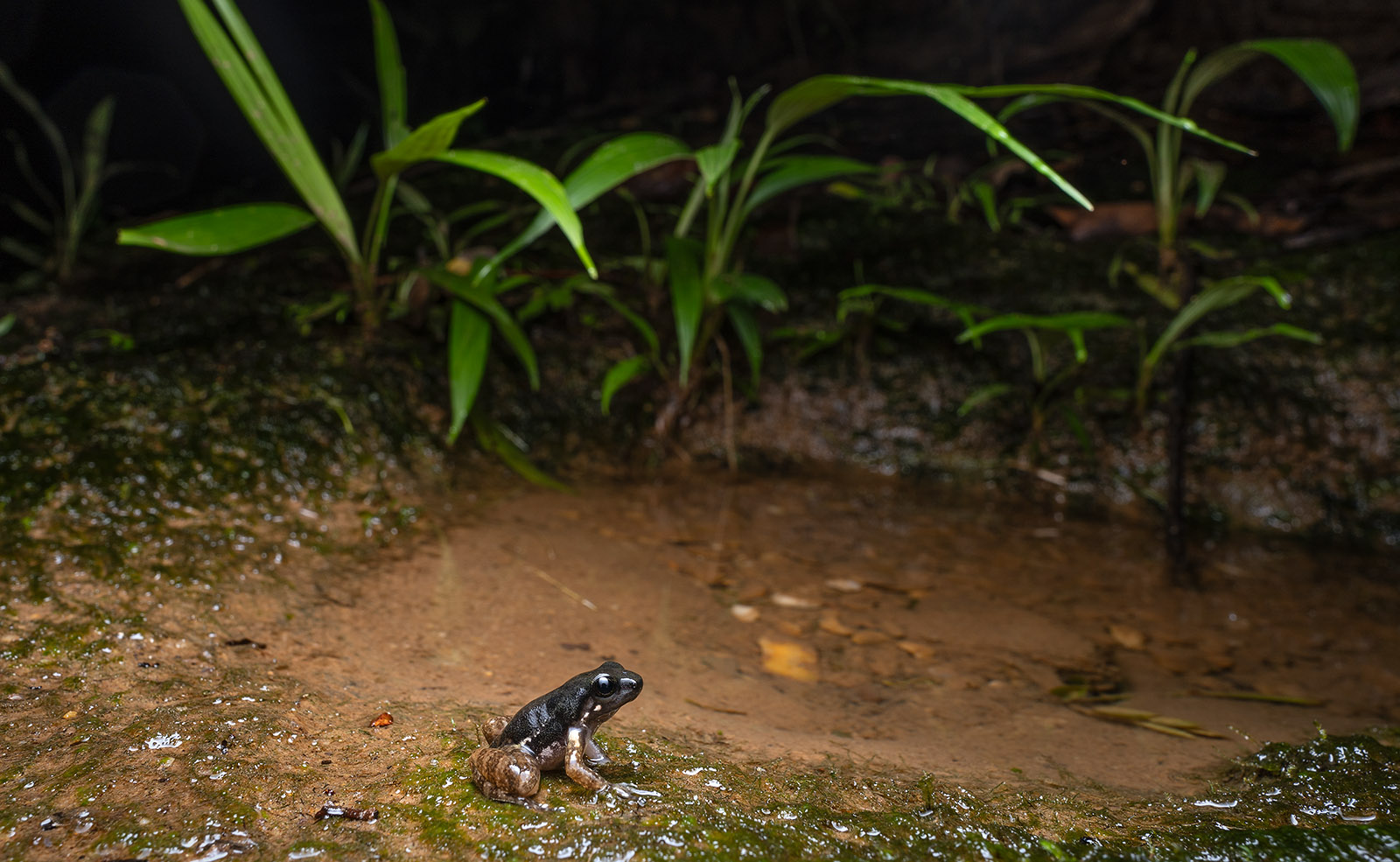 Image showing an individual of the Spotted Rocket Frog