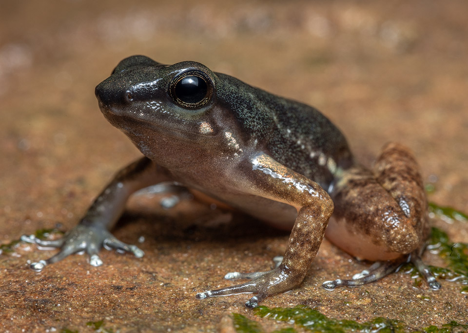 Close-up image of the Spotted Rocket Frog