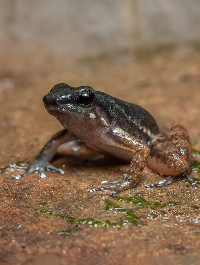 Close-up image of the Spotted Rocket Frog