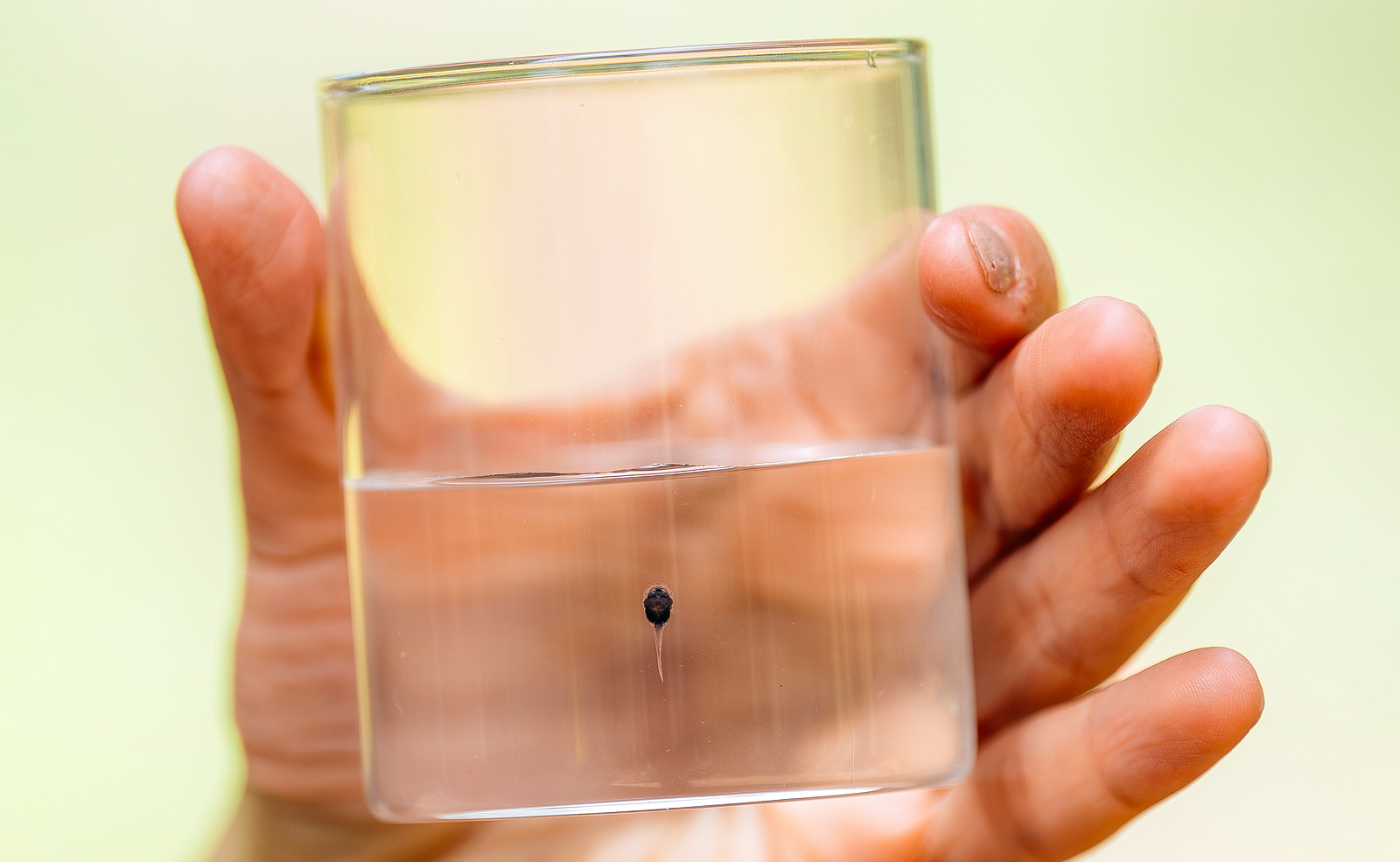 Image depicting a tadpole of Atelopus mindoensis on a glass container