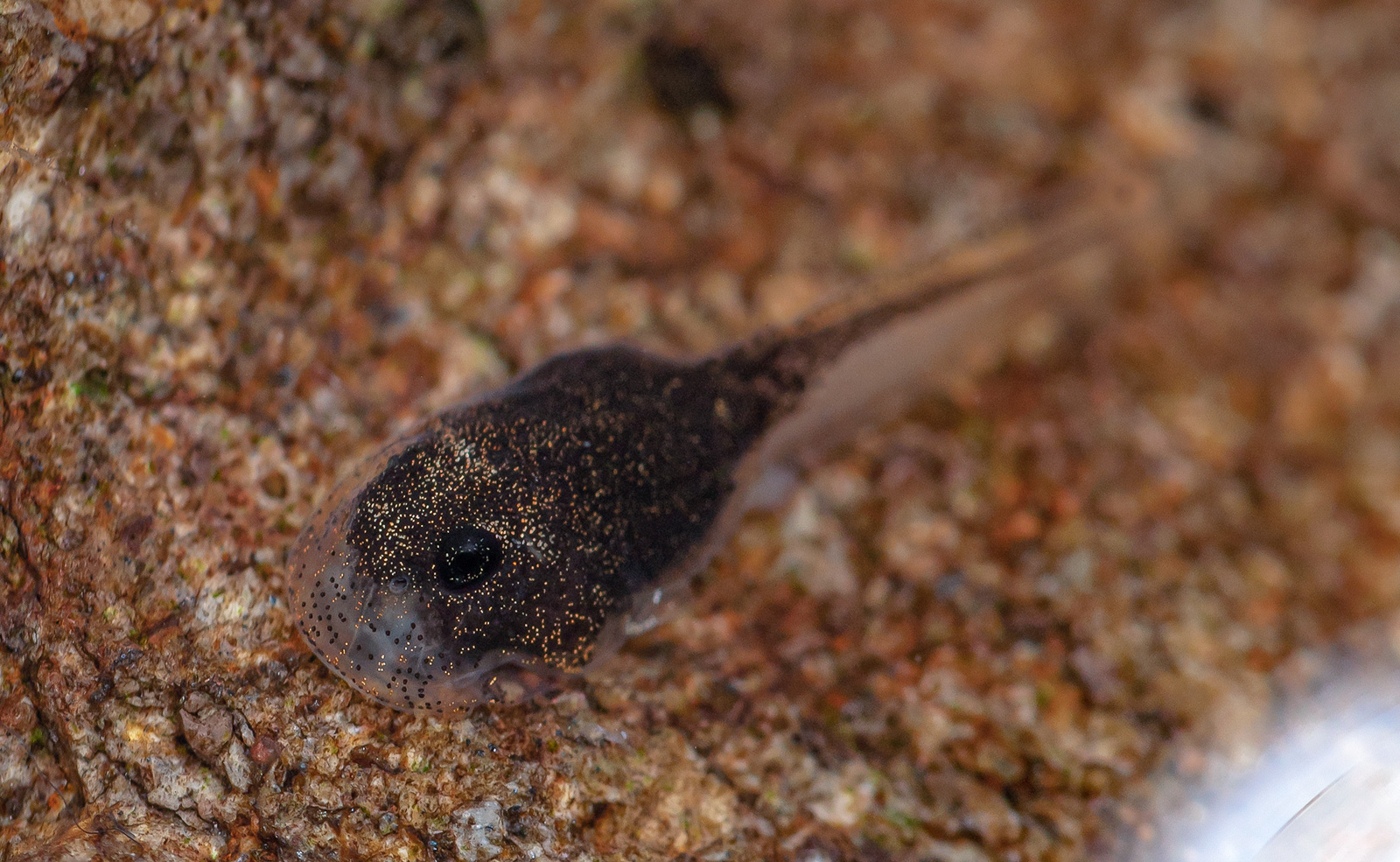 Close-up of a tadpole of Atelopus mindoensis