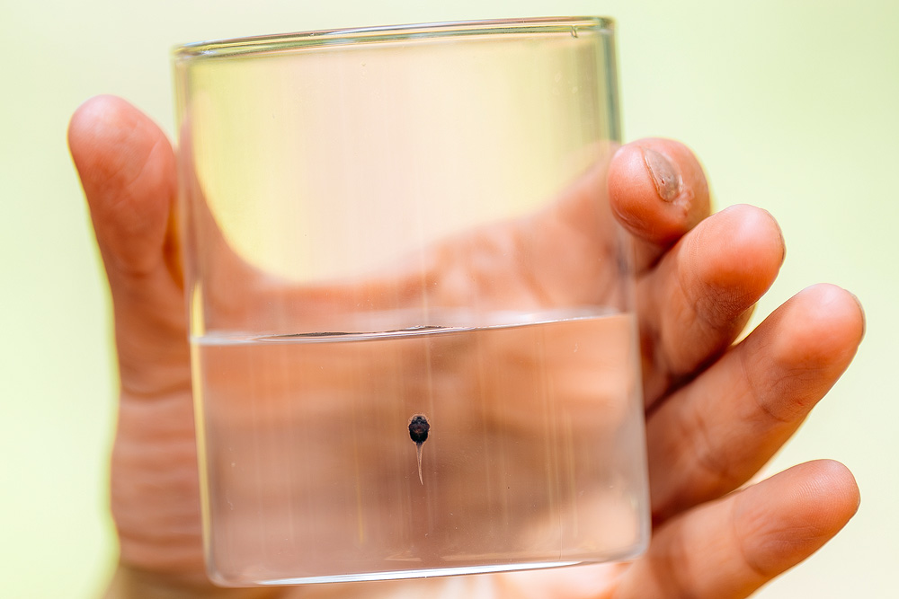 Image showing a tadpole of Atelopus mindoensis in a glass container