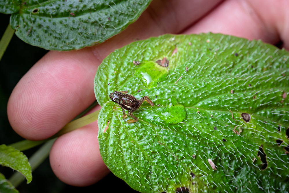 Image showing a froglet of the Mindo Toad