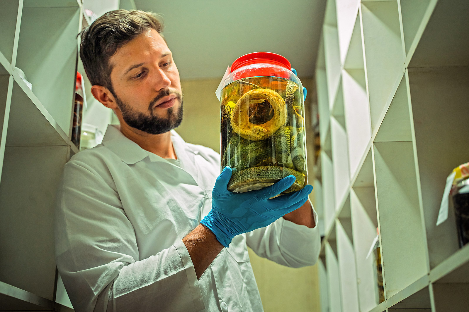 Researcher Alejandro Arteaga holds a jar of alcohol-preserved specimens of Bothriechis