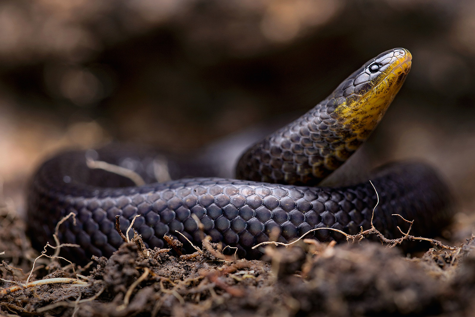 Close-up of Atractus michaelsabini