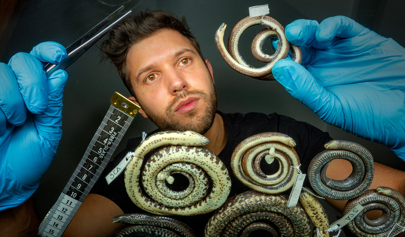 Researcher examines specimens of Atractus