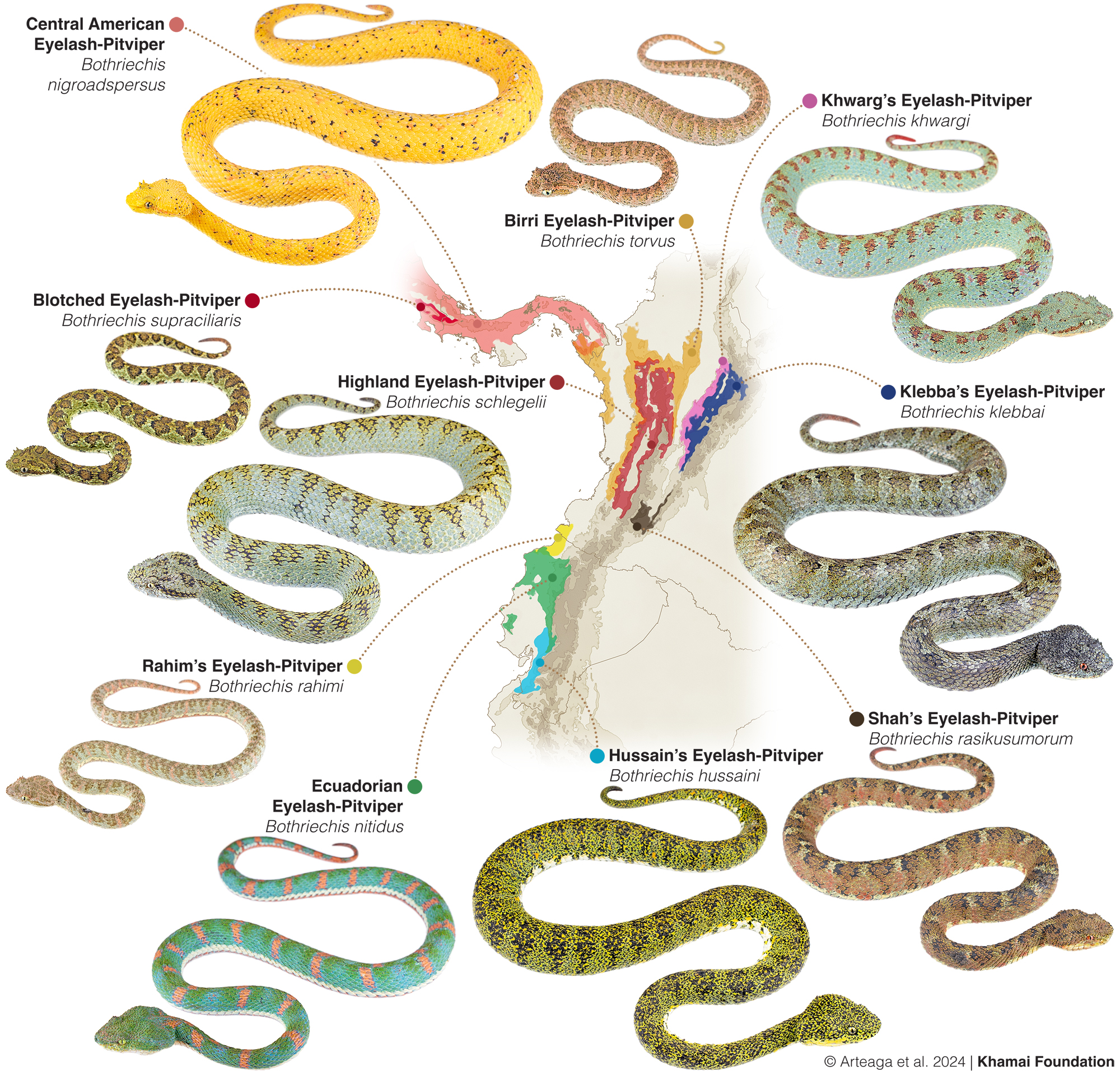 Figure showing the distribution of the new species of vipers