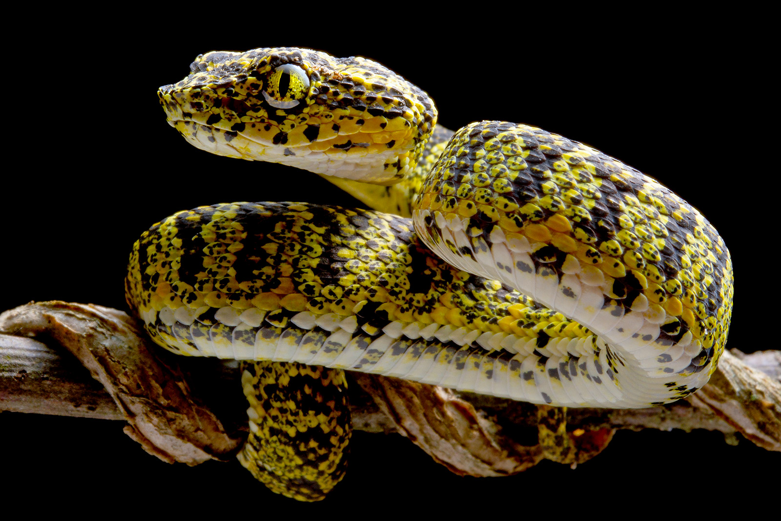 Juvenile individual of Bothriechis hussaini, coiled on a branch