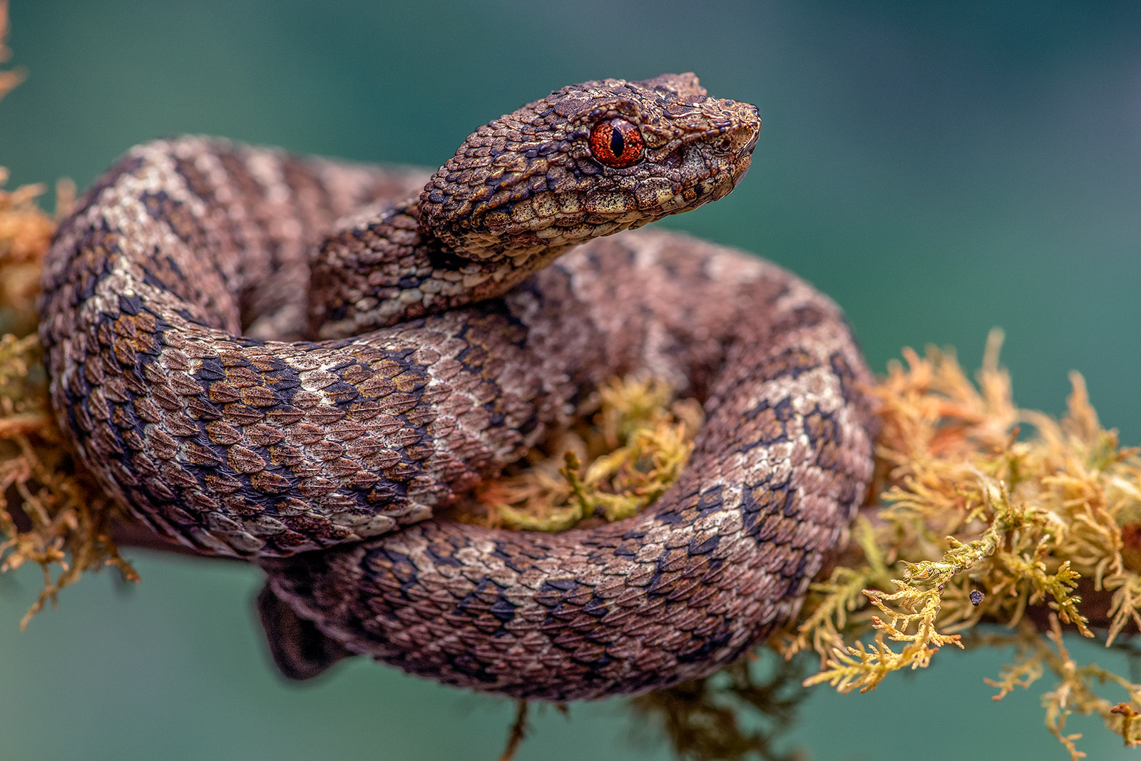 Juvenile specimen of the newly discovered Bothriechis klebbai